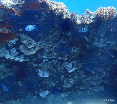 Abudefduf abdominalis