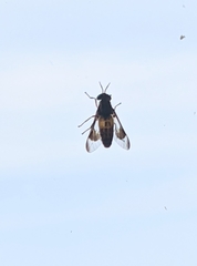 Chrysops lateralis