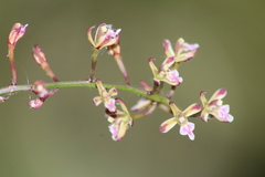 Acriopsis javanica (Acriopsis javanica)