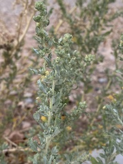 Atriplex elegans
