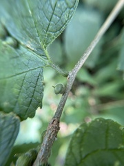 Celticecis celtiphyllia