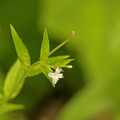Epilobium glandulosum