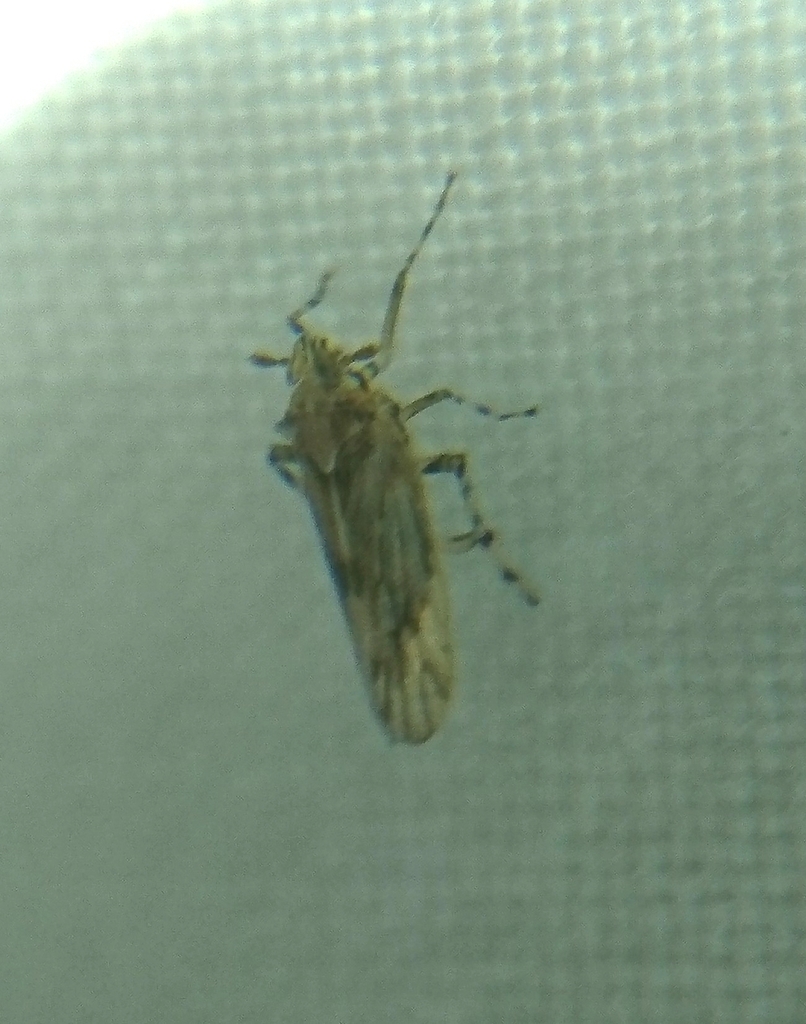 Megamelus palaetus