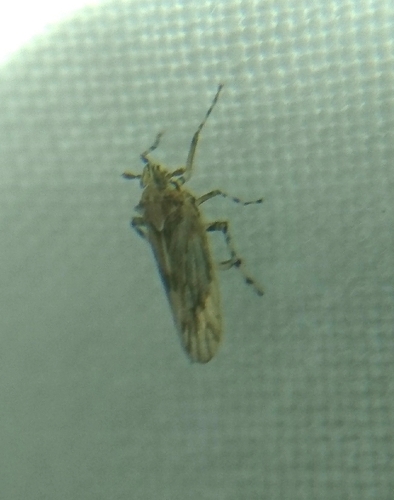 Megamelus palaetus
