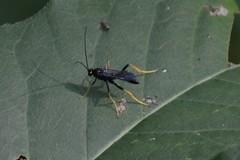 Exetastes suaveolens