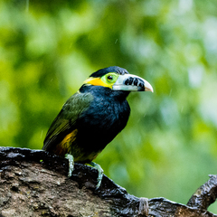 Selenidera maculirostris