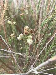 Baccharis malibuensis