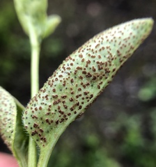 Puccinia vincae