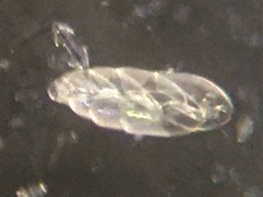 Bolivinitidae