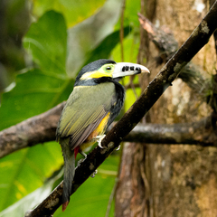 Selenidera maculirostris