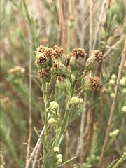 Baccharis malibuensis