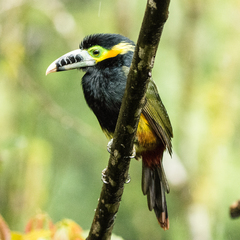 Selenidera maculirostris