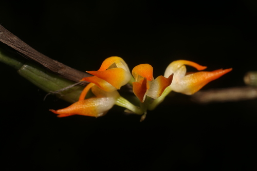 Angustifolium Orchid