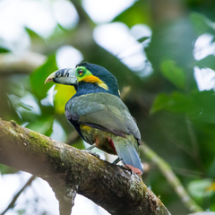 Selenidera maculirostris