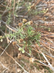 Baccharis malibuensis