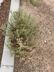 Atriplex elegans