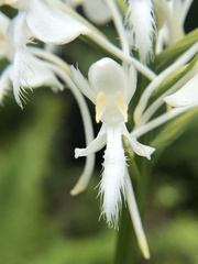 Platanthera blephariglottis blephariglottis