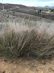 Baccharis malibuensis