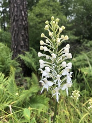Platanthera blephariglottis blephariglottis
