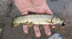Salvelinus confluentus