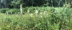 Platanthera blephariglottis blephariglottis