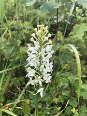 Platanthera blephariglottis blephariglottis