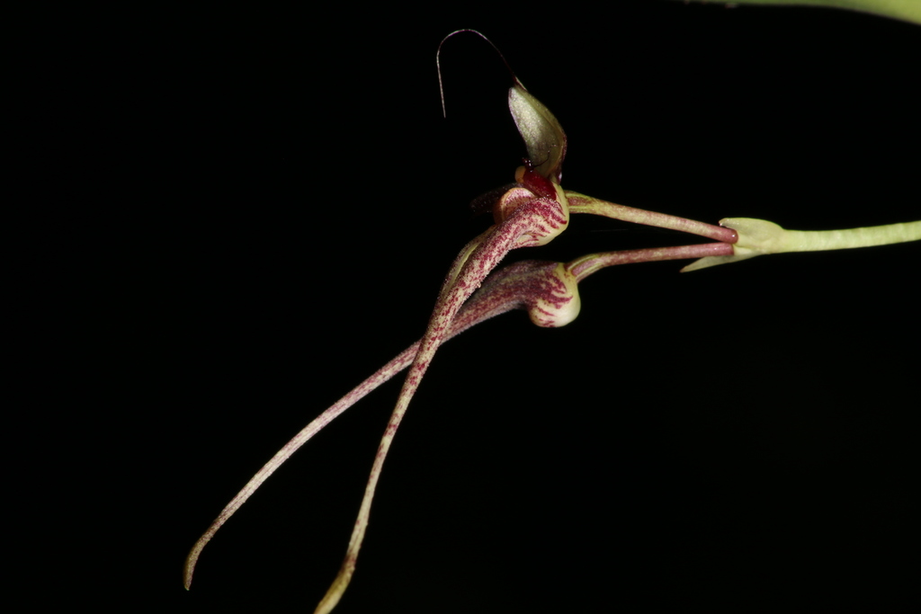 Bulbophyllum biflorum
