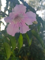 Podranea