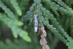 Microcrambus minor