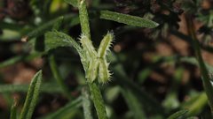 Pectocarya linearis ferocula