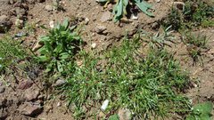 Pectocarya linearis ferocula
