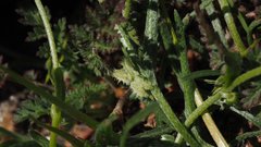 Pectocarya linearis ferocula