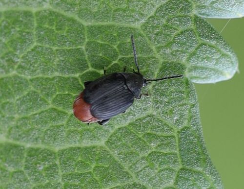 Bruchidius siliquastri Delobel, 2007