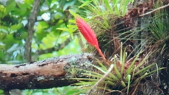 Tillandsia lampropoda