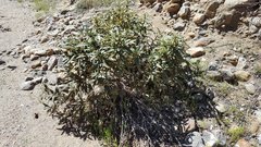 Eriodictyon trichocalyx lanatum