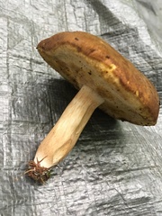 Tylopilus badiceps