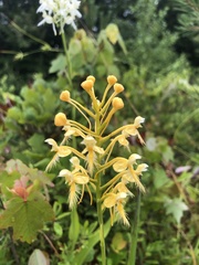 Platanthera × bicolor