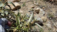 Eriodictyon trichocalyx lanatum