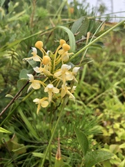Platanthera × bicolor
