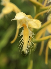 Platanthera × bicolor