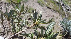 Eriodictyon trichocalyx lanatum