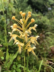 Platanthera × bicolor