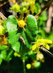 Coccinellinae