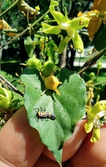 Coccinellinae