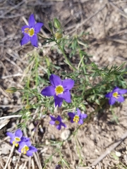 Giliastrum rigidulum