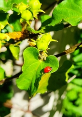 Coccinellinae