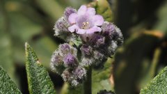 Eriodictyon trichocalyx lanatum