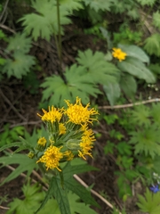 Cacaliopsis nardosmia