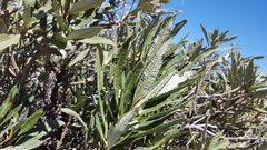 Eriodictyon trichocalyx lanatum