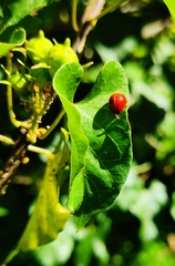 Coccinellinae